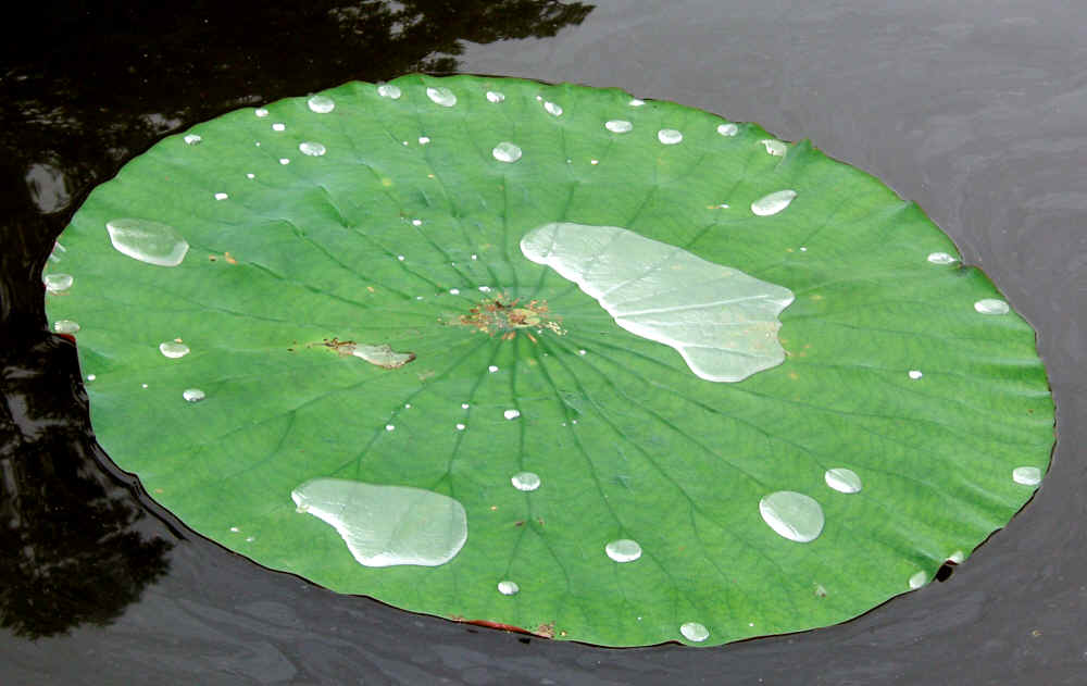 lotus- leaf