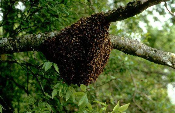Honey Bee Hive
